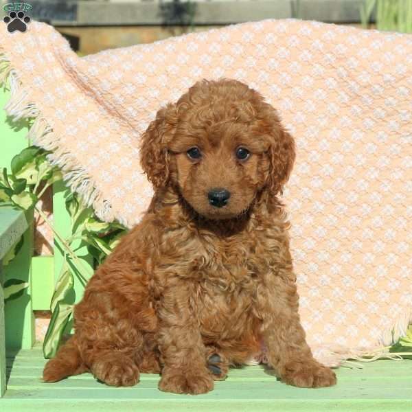 Cooper, Mini Labradoodle Puppy