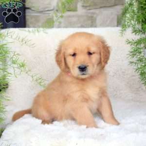 Cora, Golden Retriever Puppy