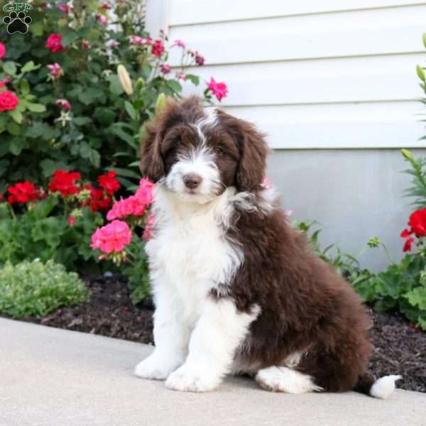 Cora, Mini Aussiedoodle Puppy