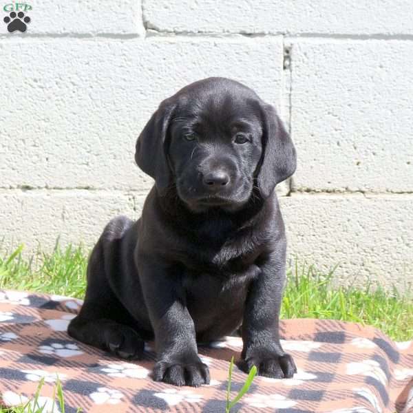 Coral, Black Labrador Retriever Puppy