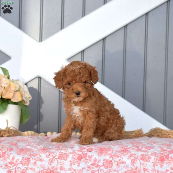 Coral, Miniature Poodle Puppy