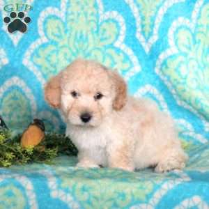 Corey, Miniature Poodle Puppy