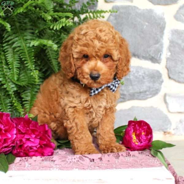 Cowan, Miniature Poodle Puppy