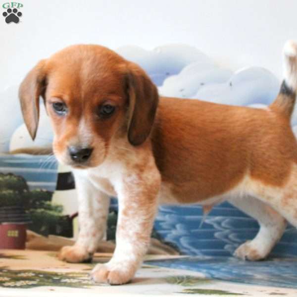 Cruz, Beagle Mix Puppy