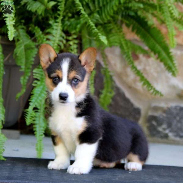 Crystal, Pembroke Welsh Corgi Puppy