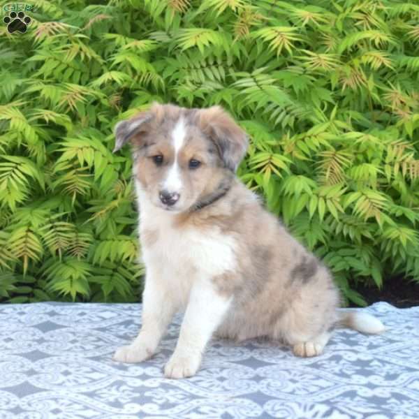 Cubby, Miniature Australian Shepherd Mix Puppy