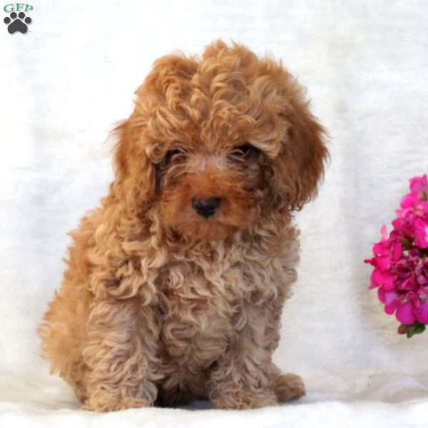 Curt, Miniature Poodle Puppy