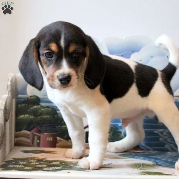 Curtis, Beagle Mix Puppy