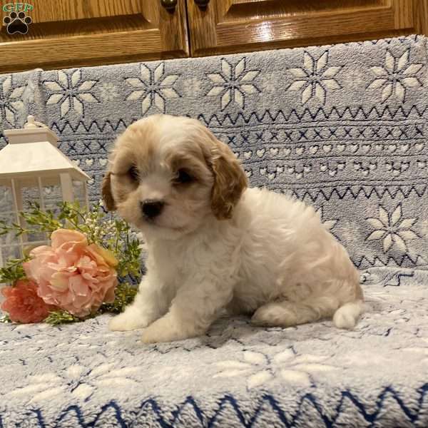 Tinker, Cavachon Puppy