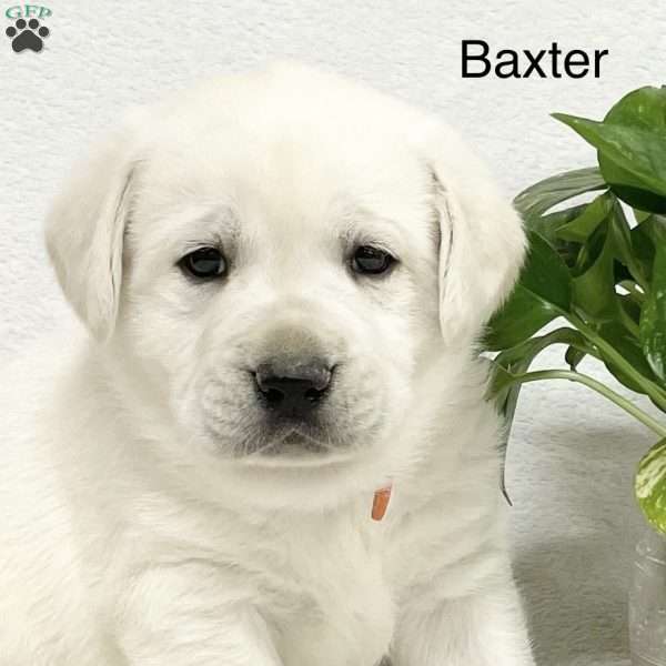 Baxter, Yellow Labrador Retriever Puppy