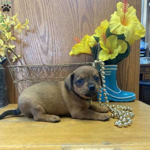 Rascal, Chihuahua Mix Puppy