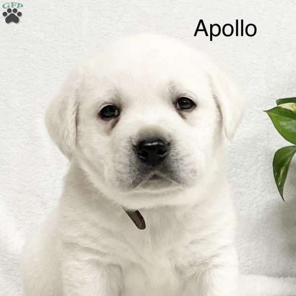 Apollo, Yellow Labrador Retriever Puppy