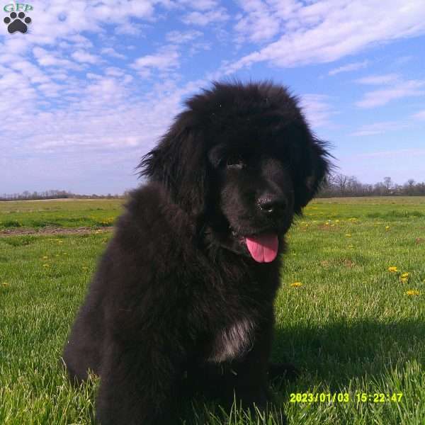 Oliver of Rose Hill, Newfoundland Puppy