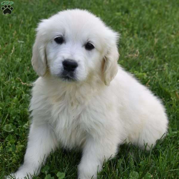 Maria, English Cream Golden Retriever Puppy