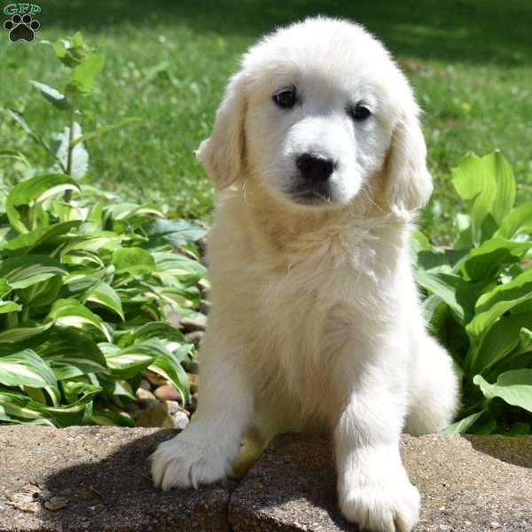 Melanie, English Cream Golden Retriever Puppy