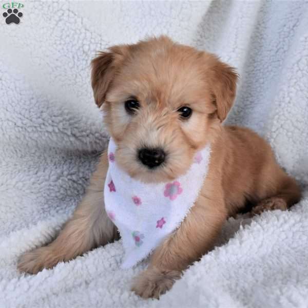 Amber, Soft Coated Wheaten Terrier Puppy