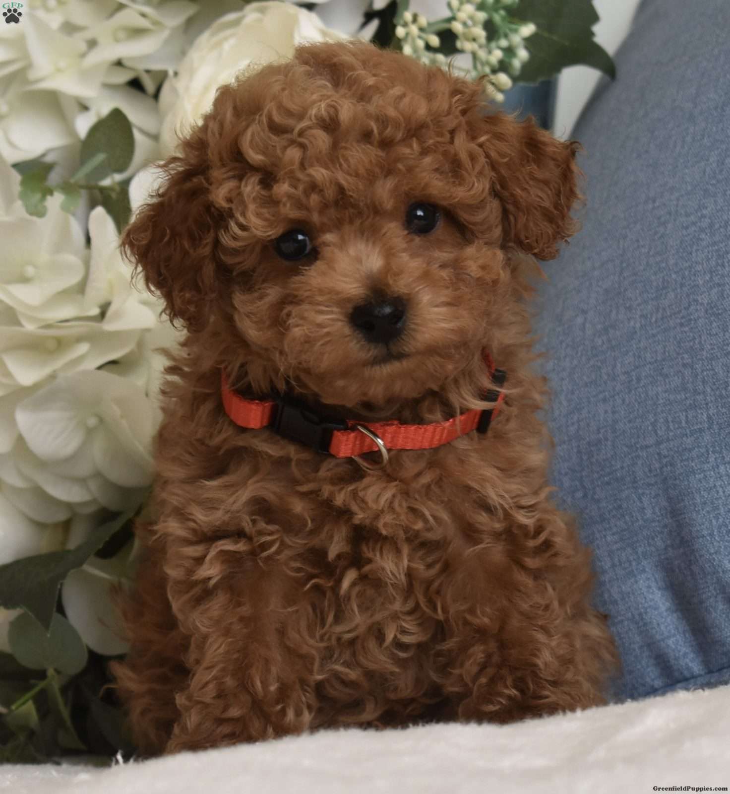 Simon/Toy Poodle									Puppy/Male	/8 Weeks