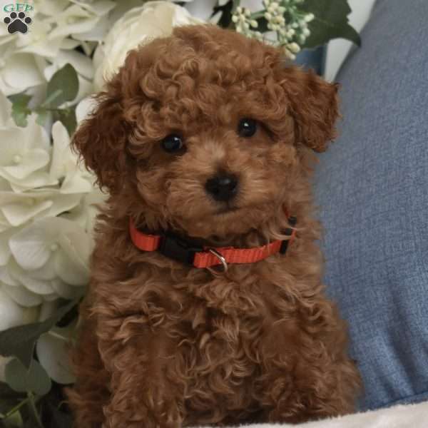 Simon, Toy Poodle Puppy