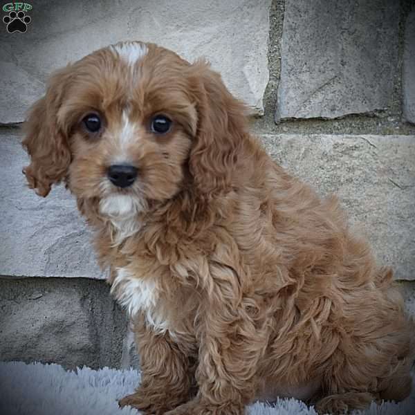 Charlie, Cavapoo Puppy