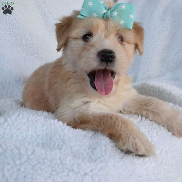 Asher, Soft Coated Wheaten Terrier Puppy