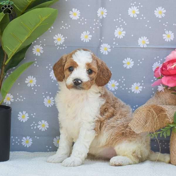 Sarah, Mini Goldendoodle Puppy