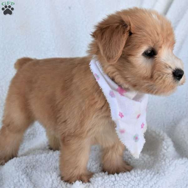 Abby, Soft Coated Wheaten Terrier Puppy