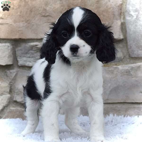 Chanel, Cavapoo Puppy