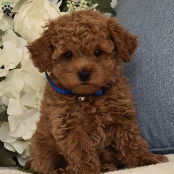 Theodore, Toy Poodle Puppy