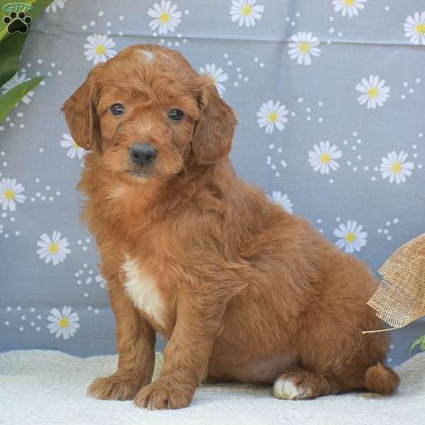 Sage, Mini Goldendoodle Puppy