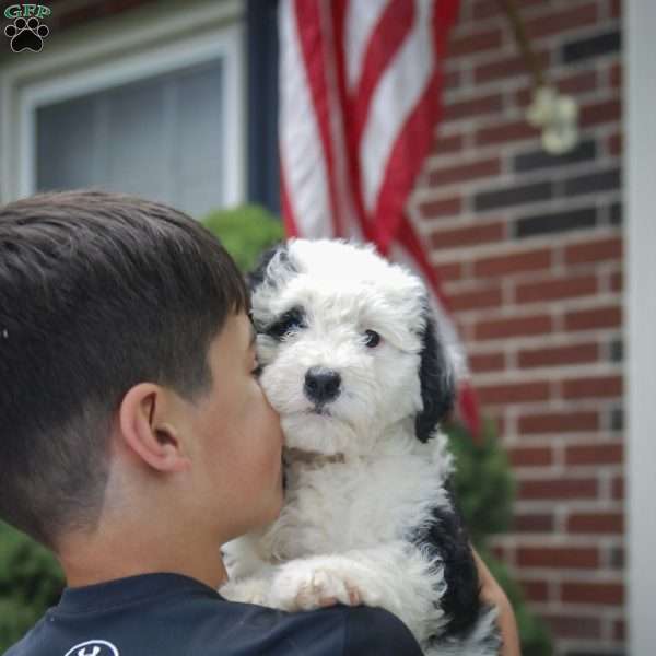 Summer  f1 Petite, Sheepadoodle Puppy