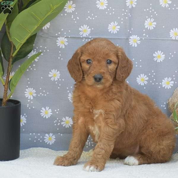 Sienna, Mini Goldendoodle Puppy