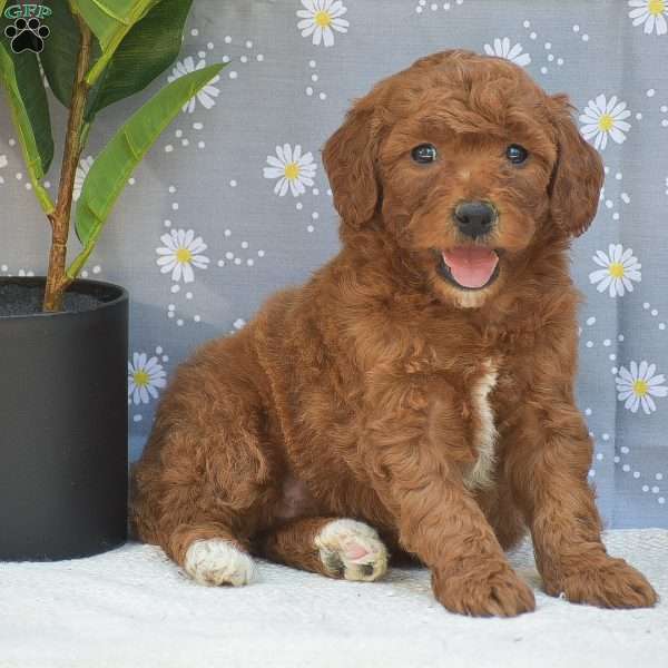 Stella, Mini Goldendoodle Puppy