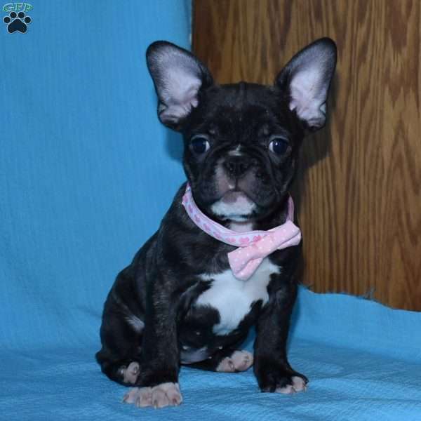 Ladybug, French Bulldog Mix Puppy