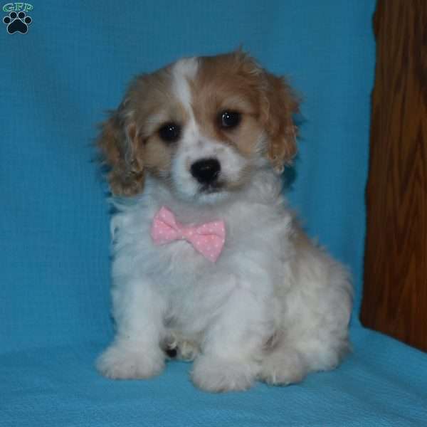 Skittles, Cavachon Puppy