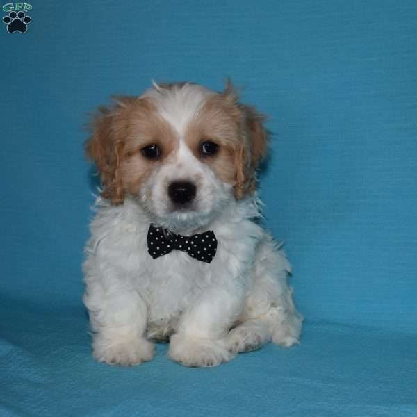 Star, Cavachon Puppy