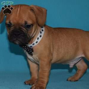 Barkley, French Bulldog Mix Puppy