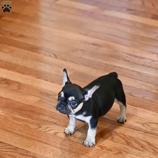 Abbie, French Bulldog Puppy