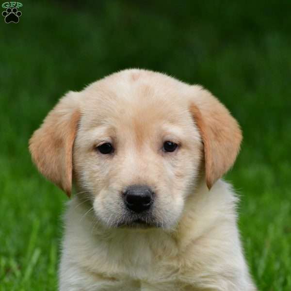 Loki, Chocolate Labrador Retriever Puppy