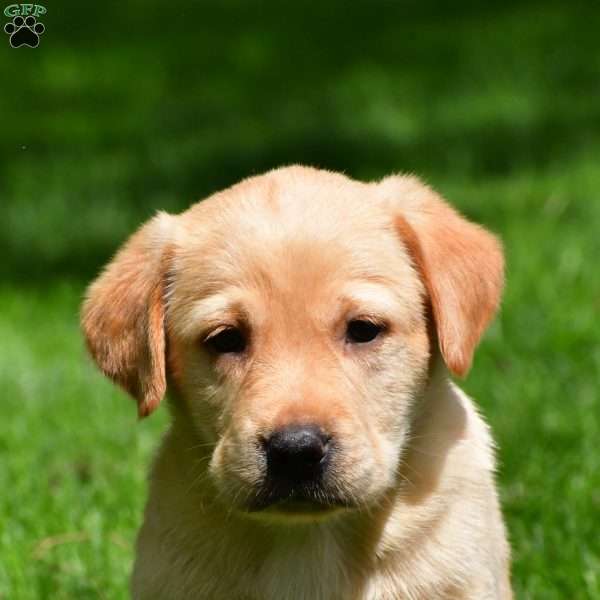 Luka, Chocolate Labrador Retriever Puppy