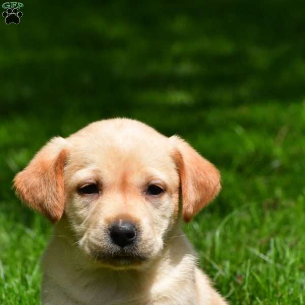 Liam, Yellow Labrador Retriever Puppy