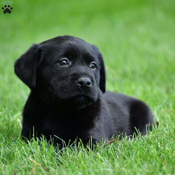 Lilly, Chocolate Labrador Retriever Puppy