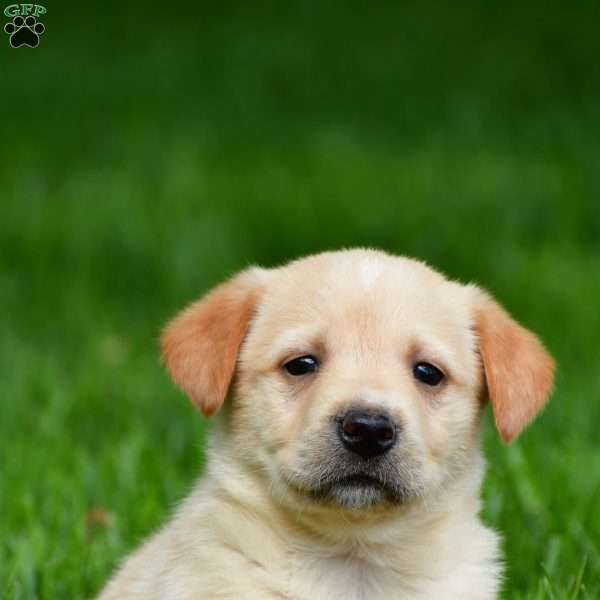 Logan, Yellow Labrador Retriever Puppy