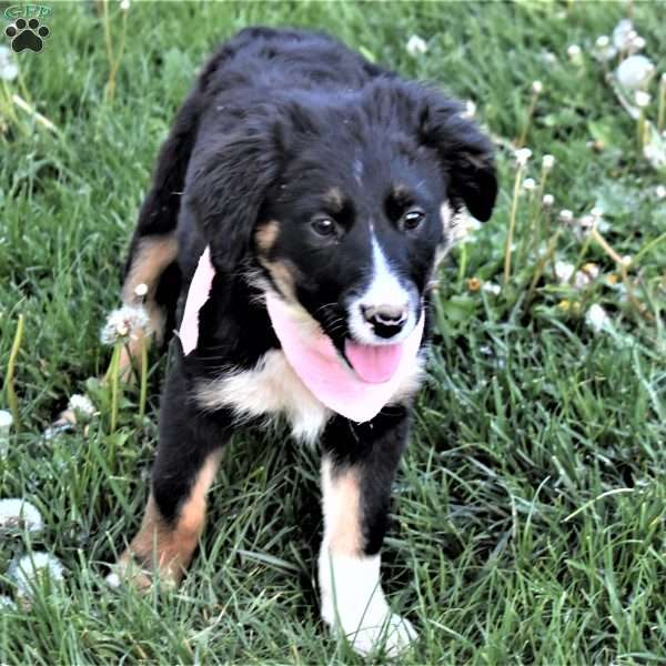 Rhonda, Australian Shepherd Mix Puppy