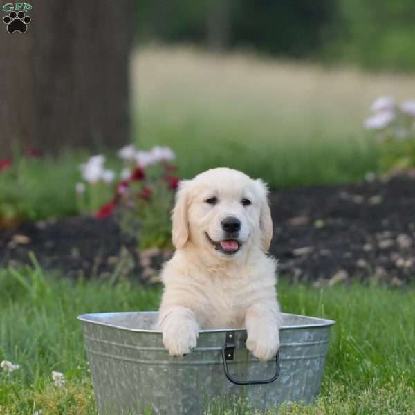 Ty, English Cream Golden Retriever Puppy