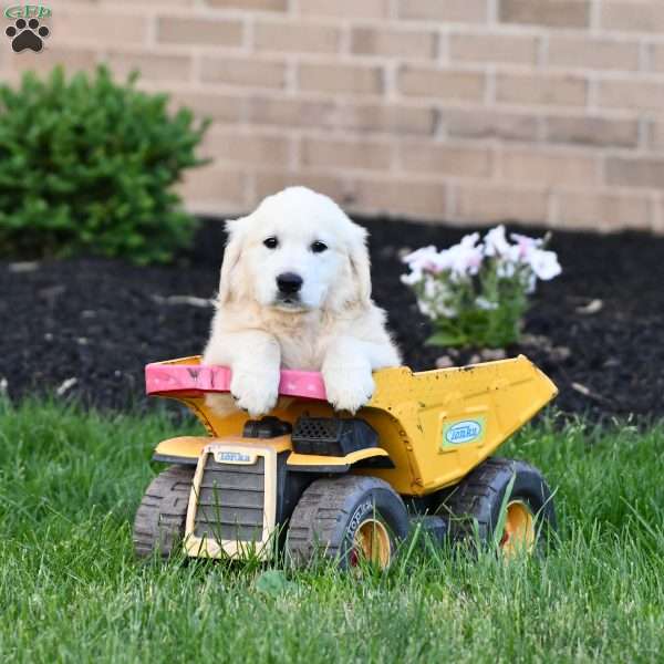 Lacy, English Cream Golden Retriever Puppy