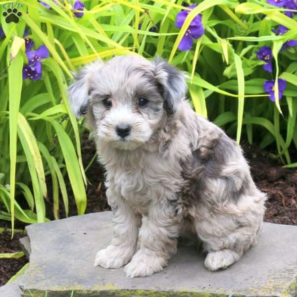 Daffodil, Mini Goldendoodle Puppy