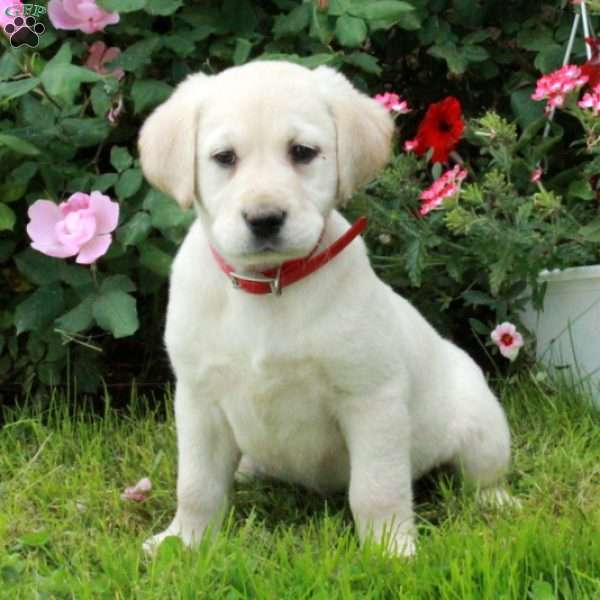 Dahlia, Golden Labrador Puppy