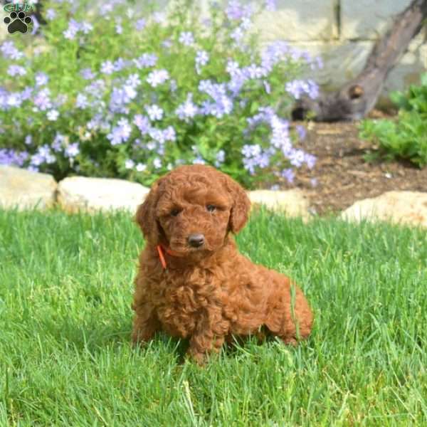 Daisy, Miniature Poodle Puppy