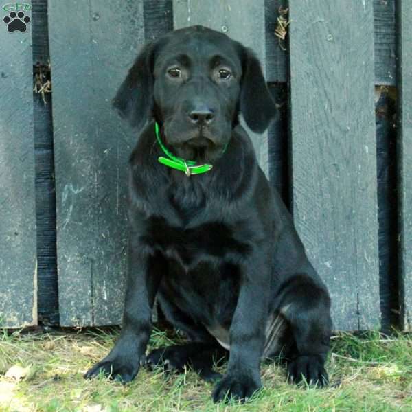 Daisy, Golden Labrador Puppy