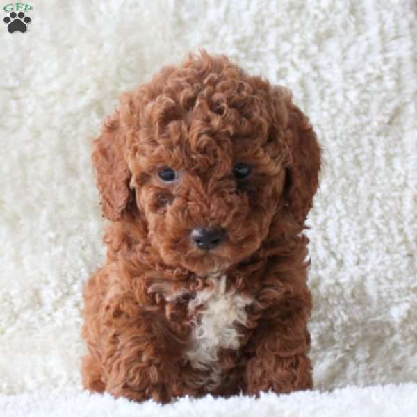 Daisy, Mini Goldendoodle Puppy